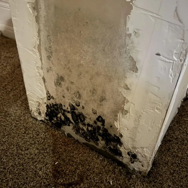 Professional Mold Removal in Honaker, VA